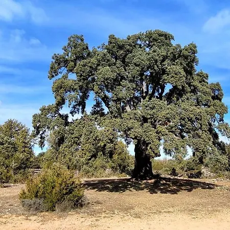 Donde Elvira * Valderroman