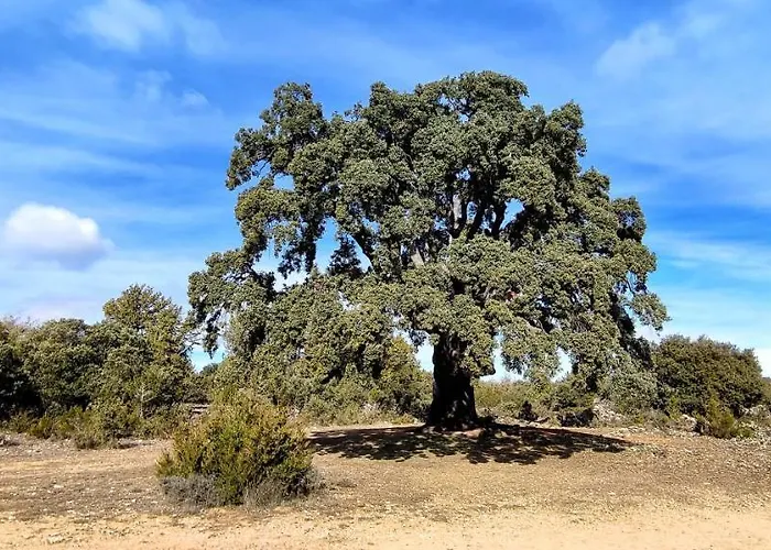 Donde Elvira * Valderroman